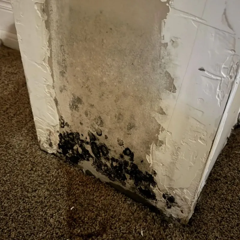Professional Mold Removal in Foscoe, NC